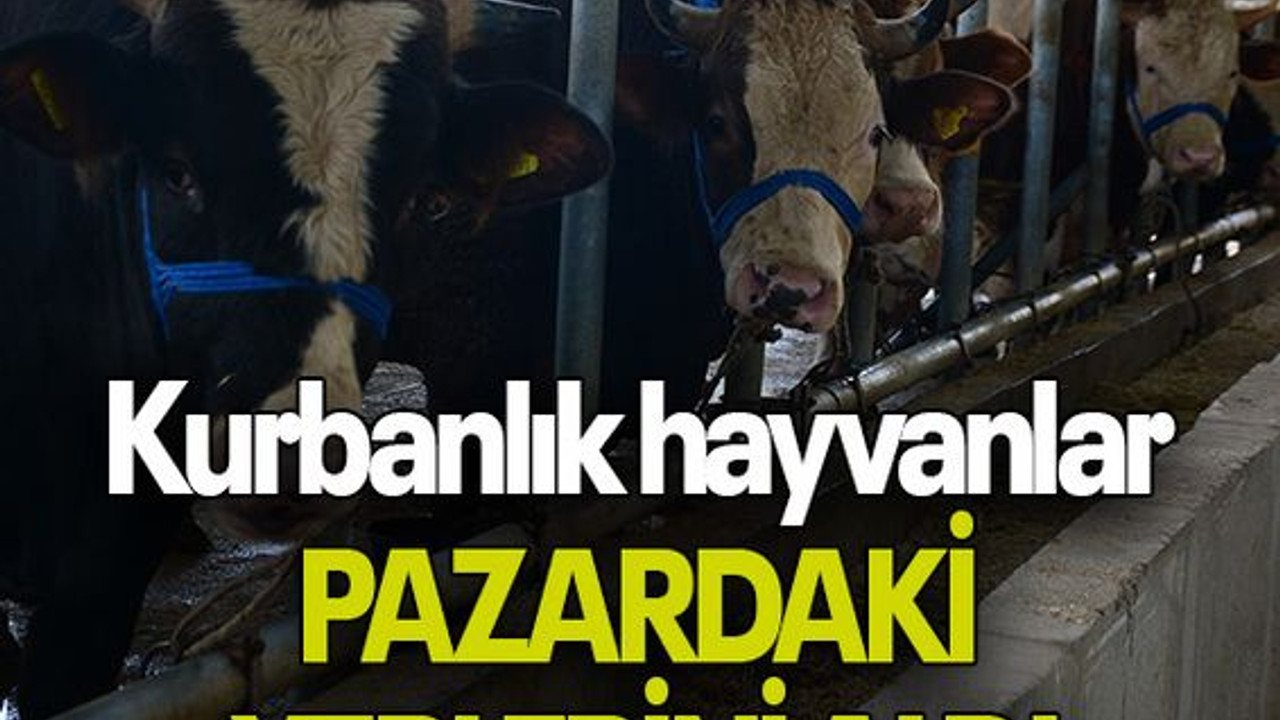 Kurbanlık hayvanlar PAZARDAKİ YERLERİNİ ALDI